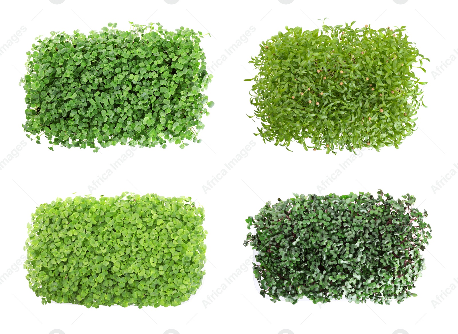 Image of Set of different fresh microgreens on white background, top view