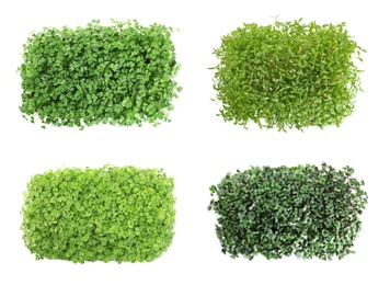 Image of Set of different fresh microgreens on white background, top view