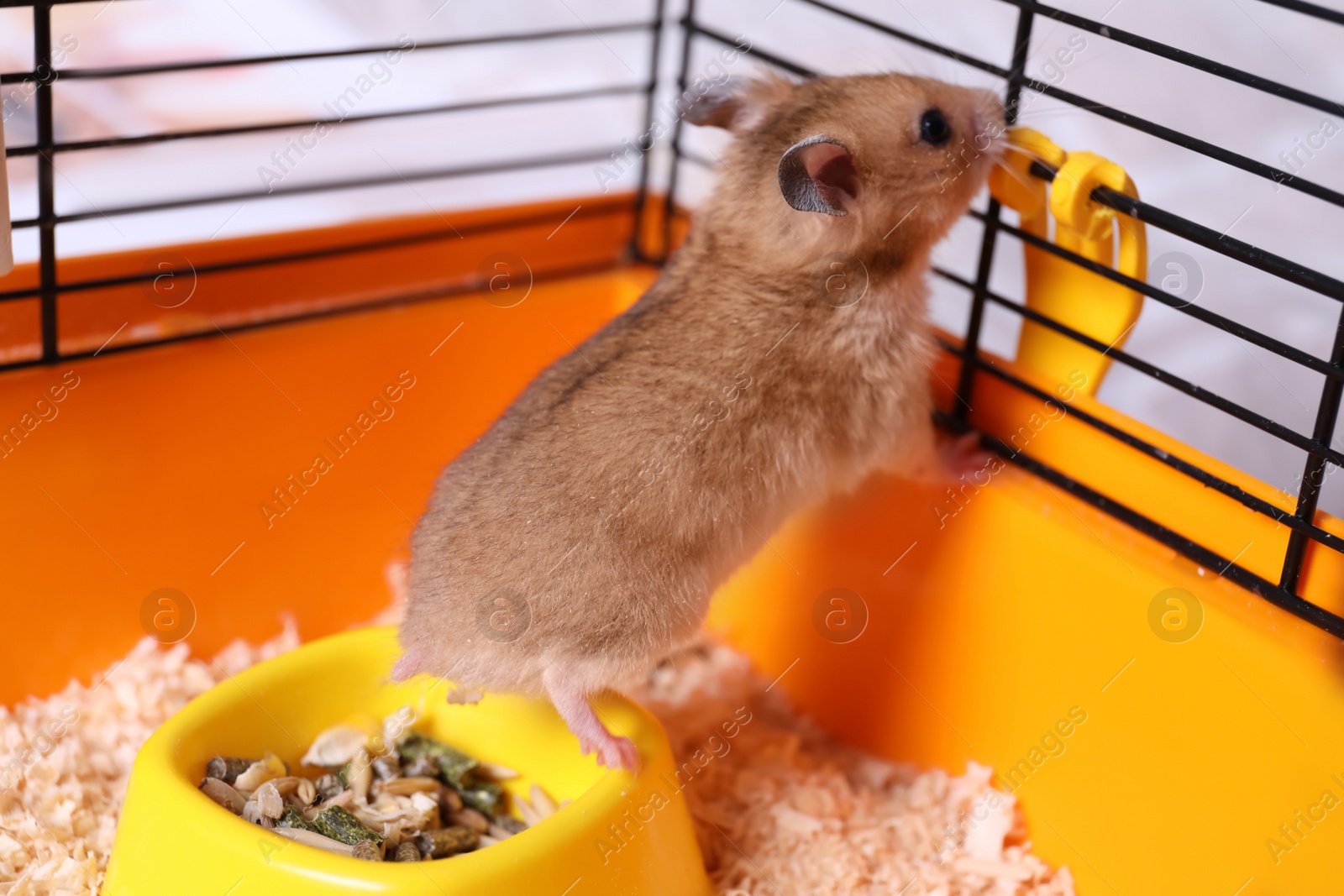 Photo of Cute little fluffy hamster playing in cage