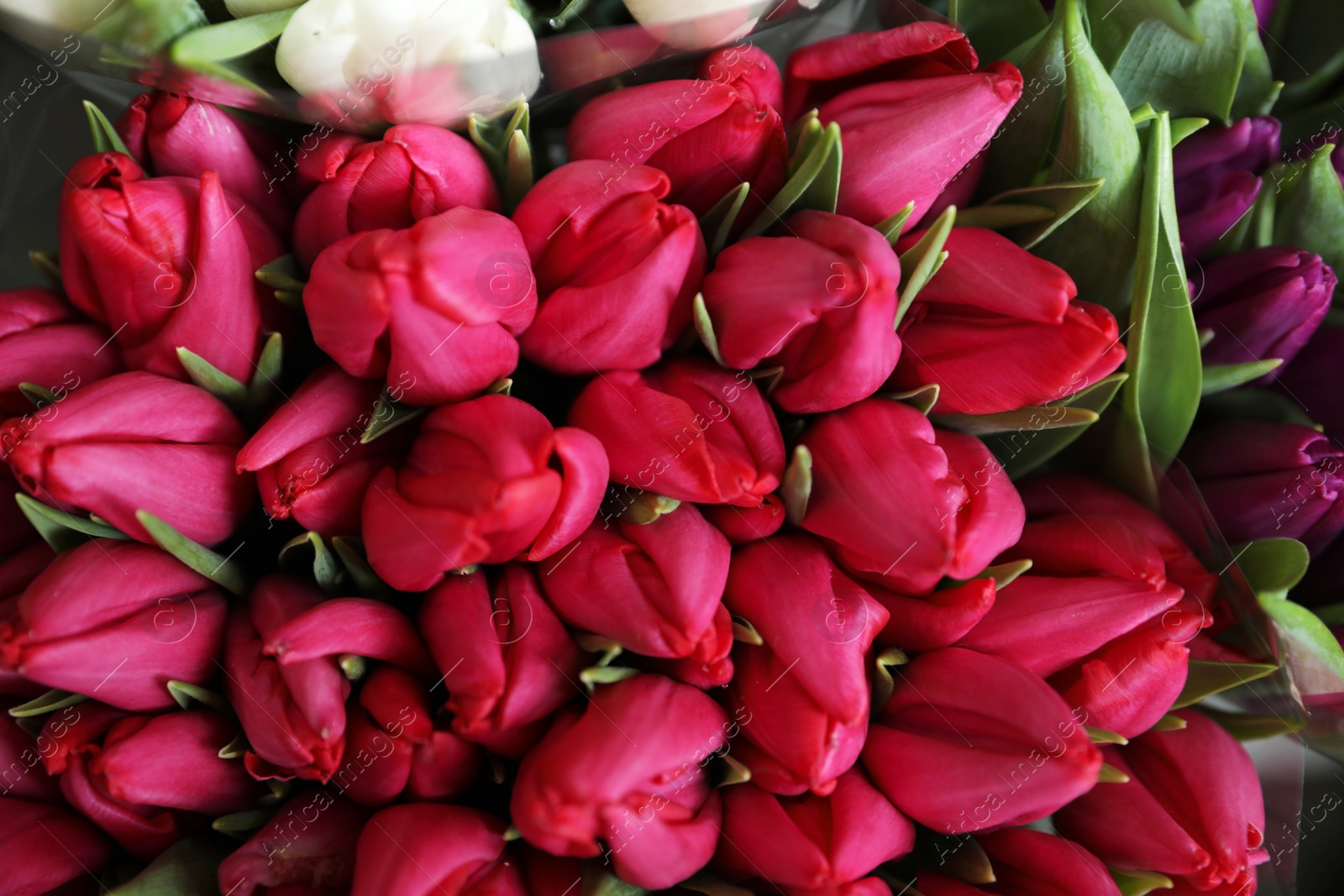 Photo of Beautiful red tulips as background, closeup. Floral decor
