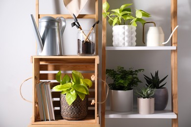 Beautiful houseplants and gardening tools near white wall