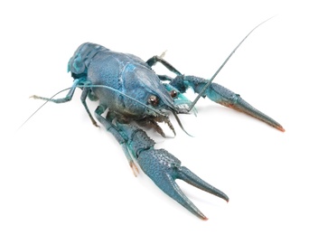 Image of Blue crayfish isolated on white. Freshwater crustacean 