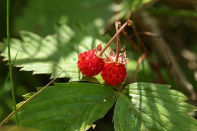 Photo of Small wild strawberries growing outdoors on sunny day