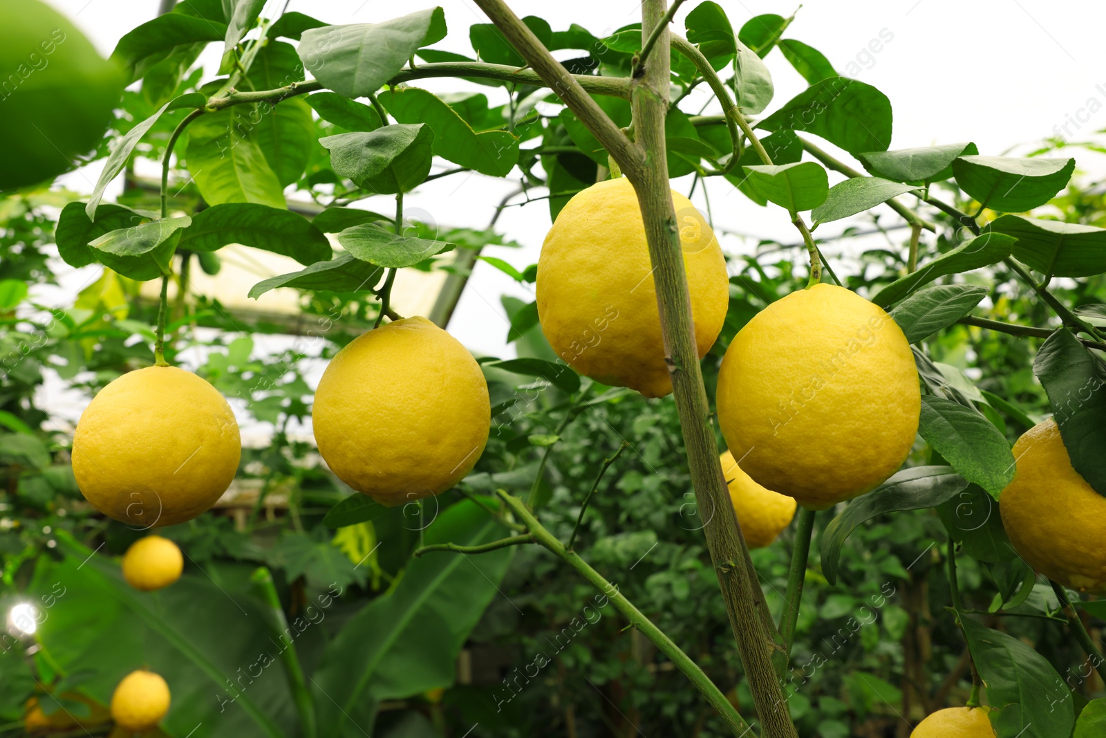 Photo of Lemon tree with ripe fruits in greenhouse