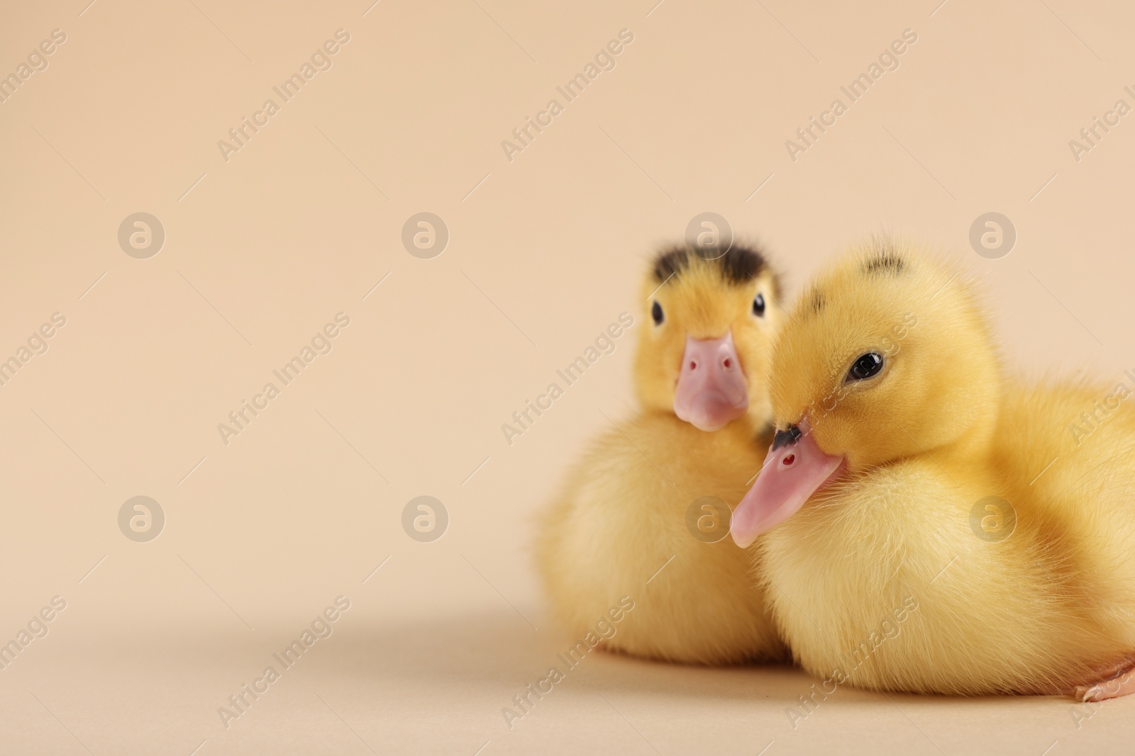 Photo of Baby animals. Cute fluffy ducklings on beige background, space for text