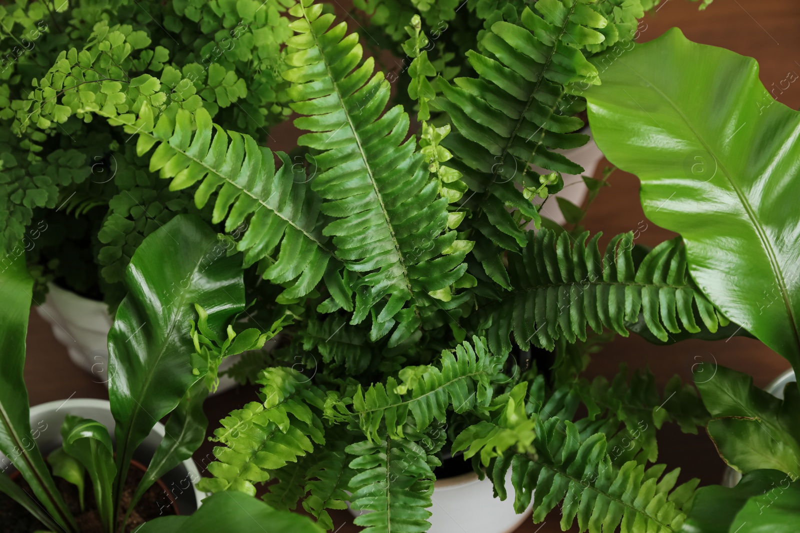 Photo of Beautiful fresh potted ferns on table, above view