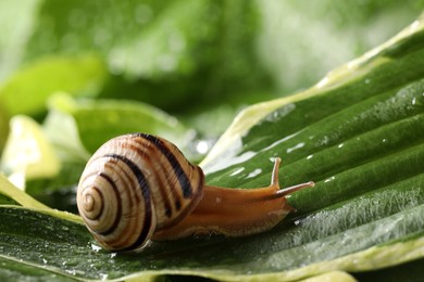 Photo of Common garden snail crawling on green leaf outdoors, closeup