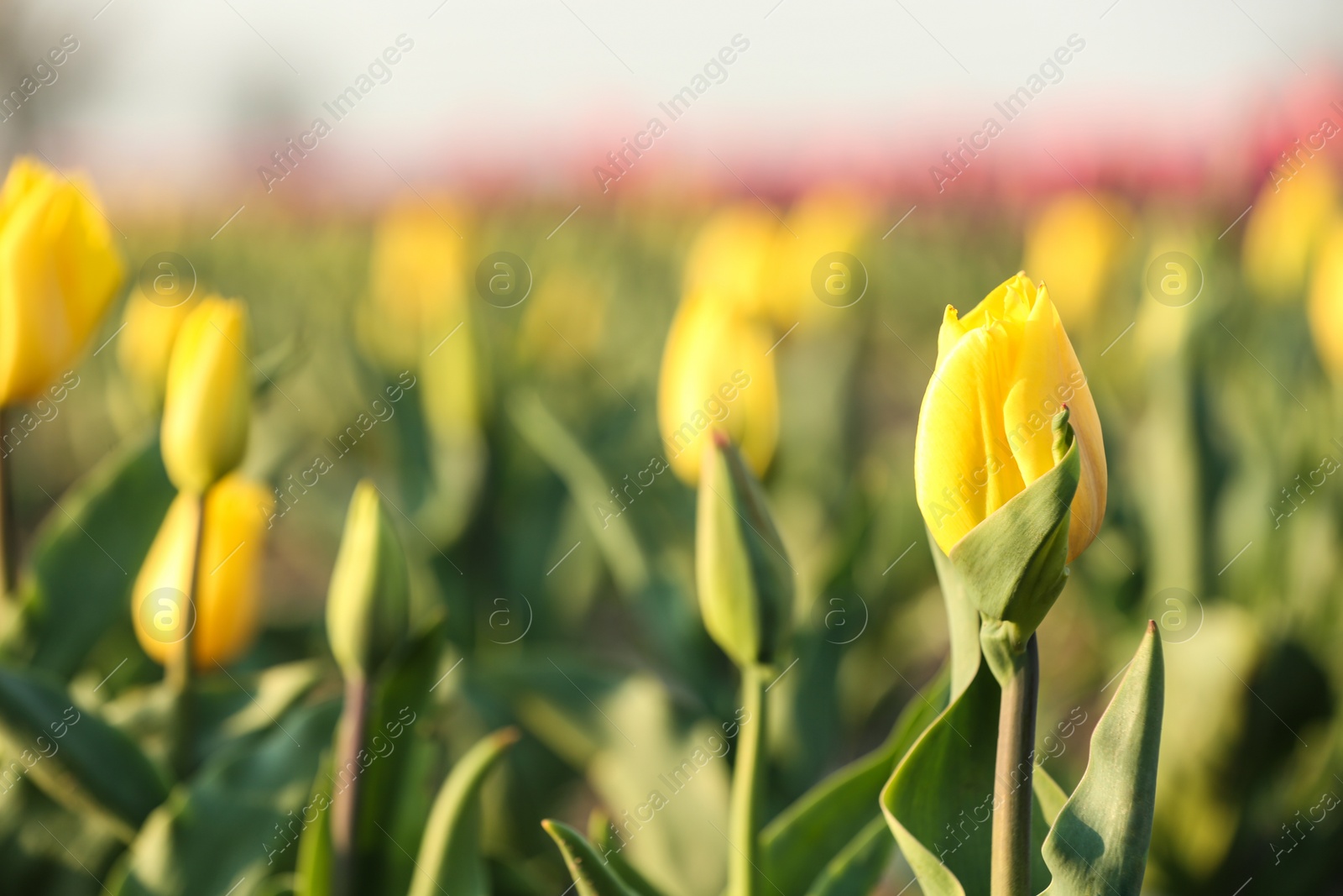 Photo of Fresh beautiful tulips in field, selective focus with space for text. Blooming flowers