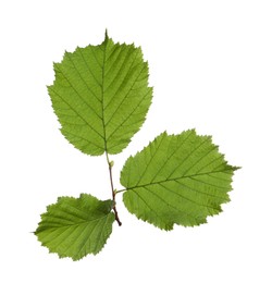 Photo of Hazel twig with green leaves on white background