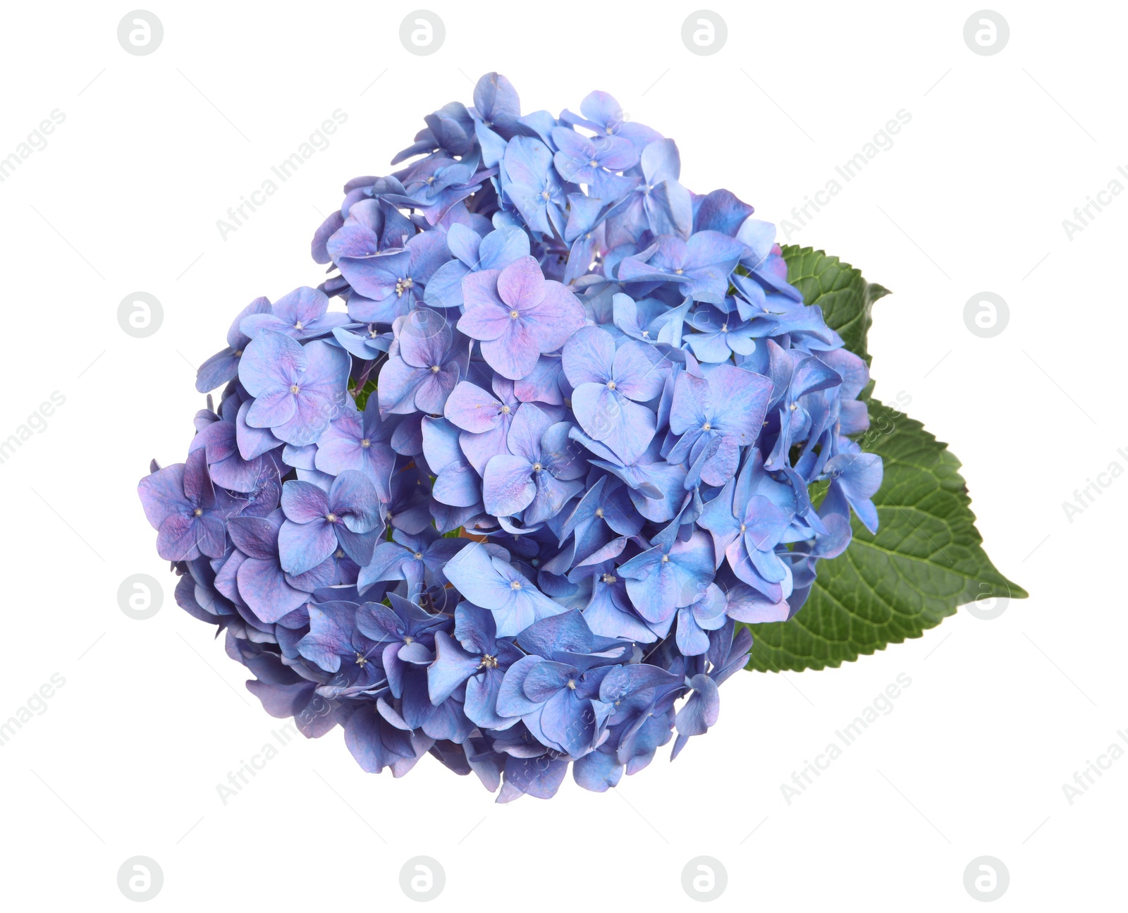 Photo of Delicate lilac hortensia flowers with green leaves on white background, top view