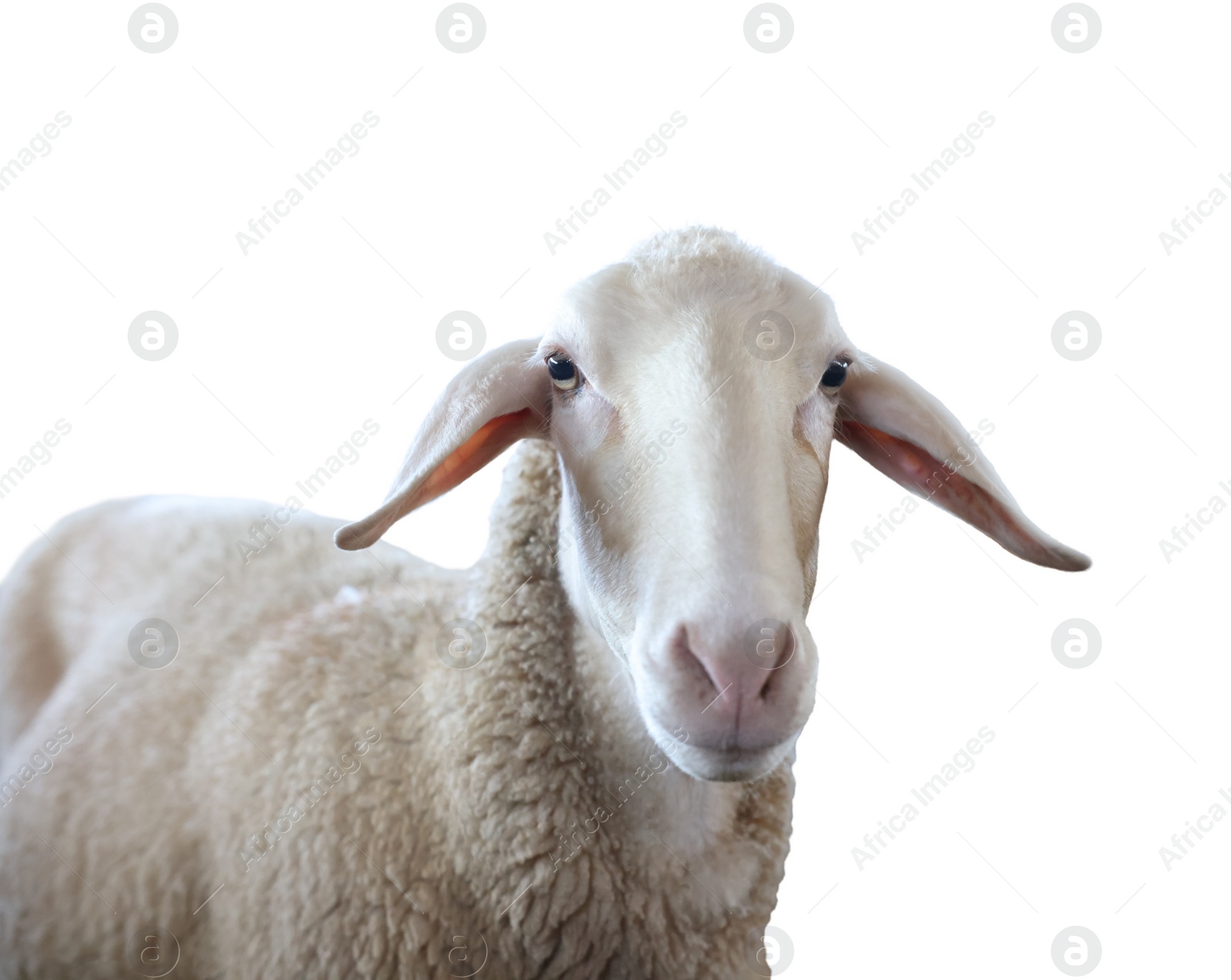 Image of Cute sheep isolated on white. Farm animal