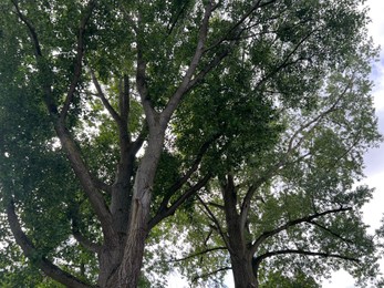 Photo of Beautiful tree with green leaves against cloudy sky, low angle view