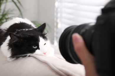 Photo of Professional animal photographer taking picture of beautiful cat at home, closeup