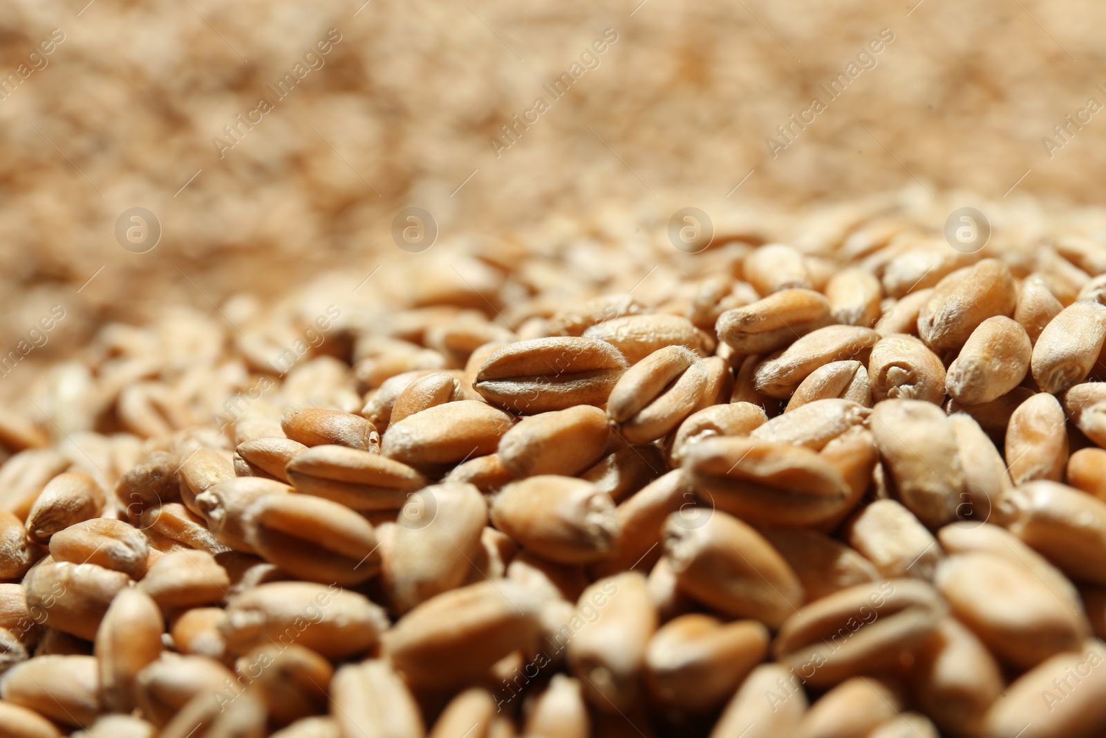 Photo of Many wheat grains as background, closeup view