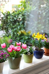 Photo of Many beautiful blooming potted plants on windowsill indoors