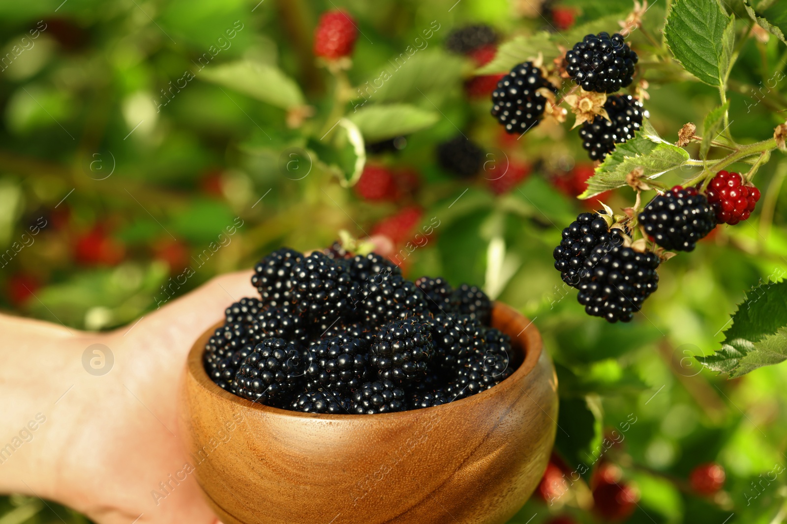 Photo of Woman with wooden bowl picking ripe blackberries from bush outdoors, closeup