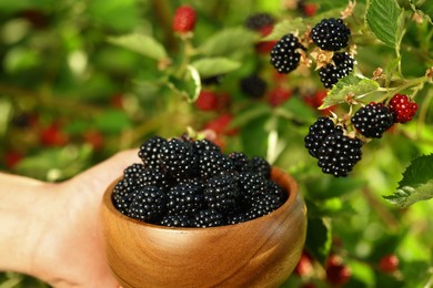 Photo of Woman with wooden bowl picking ripe blackberries from bush outdoors, closeup