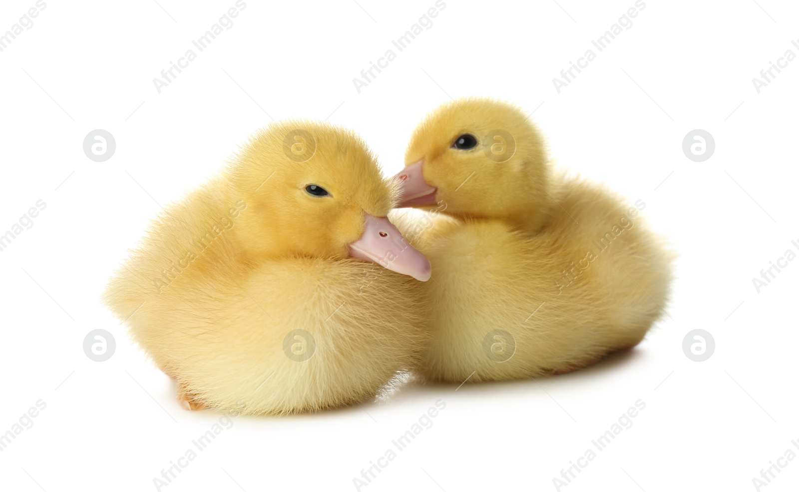 Photo of Cute fluffy goslings on white background. Farm animals