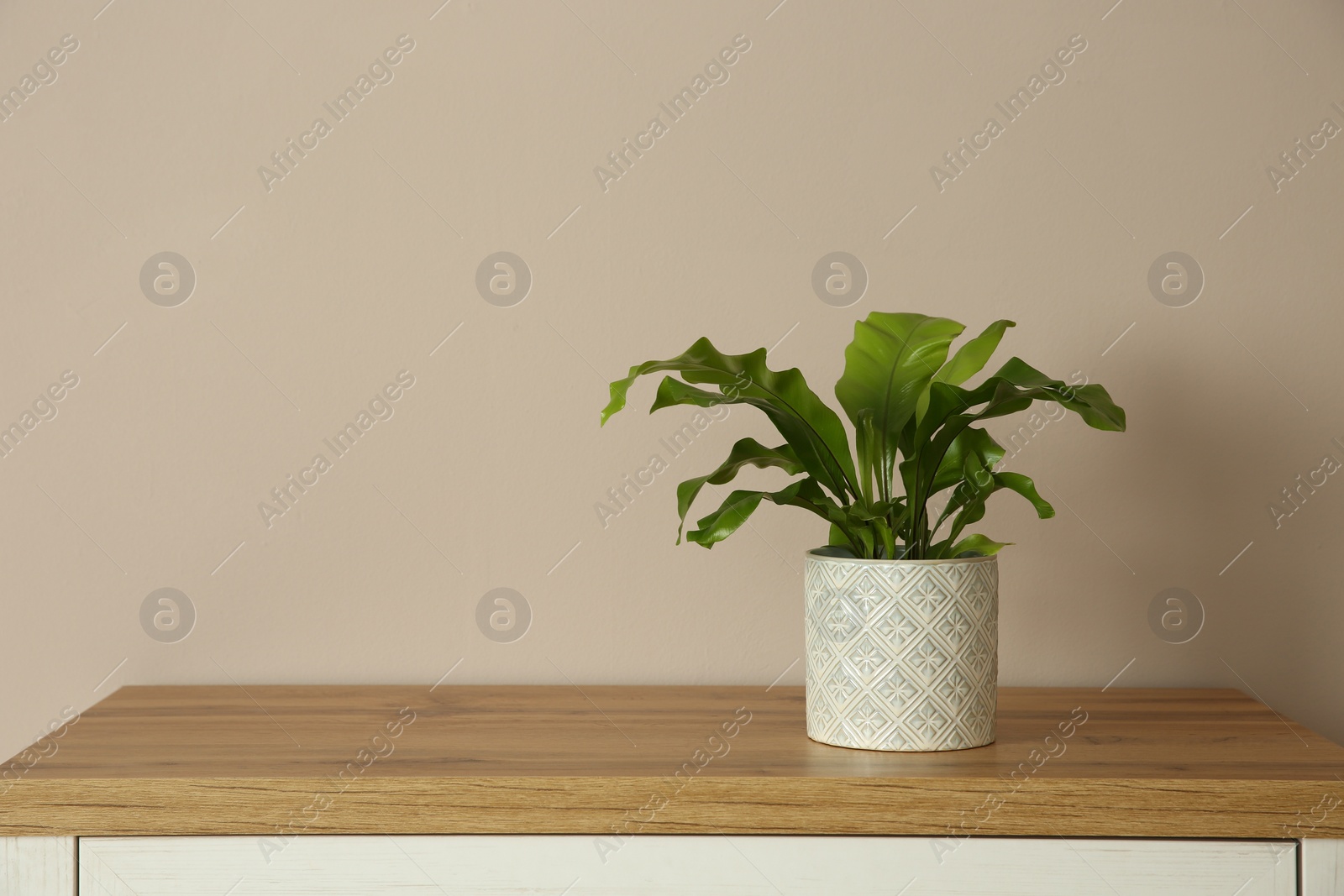 Photo of Beautiful fern in pot on wooden table, space for text