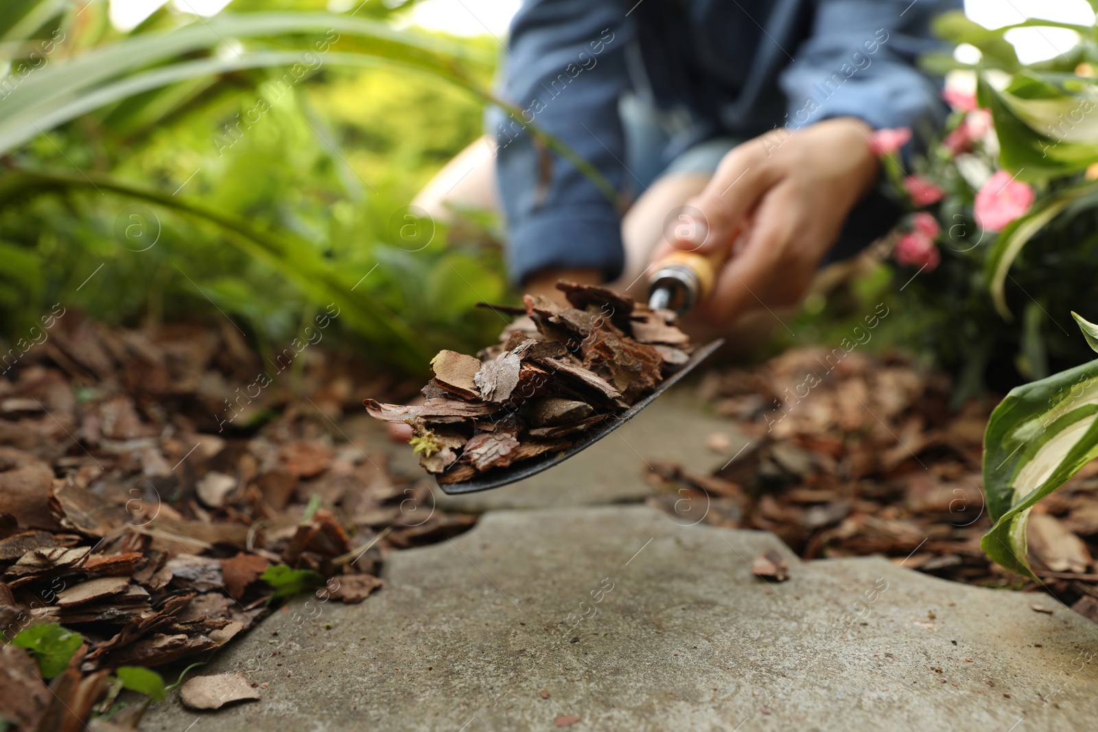 Photo of Woman mulching soil with bark chips in garden, closeup