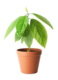 Photo of Young avocado sprout with leaves in pot on white background