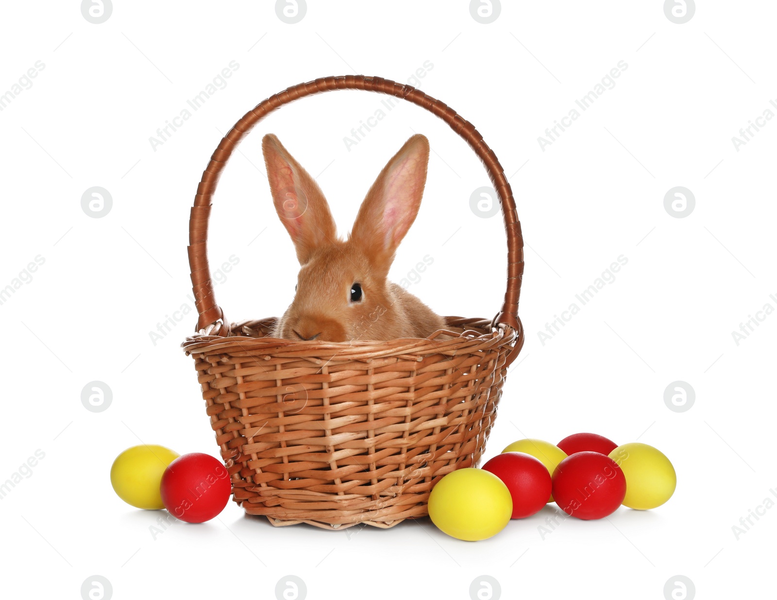 Photo of Adorable furry Easter bunny in wicker basket and dyed eggs on white background