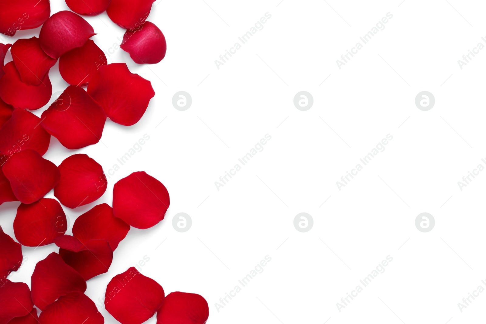 Photo of Red rose petals on white background, top view