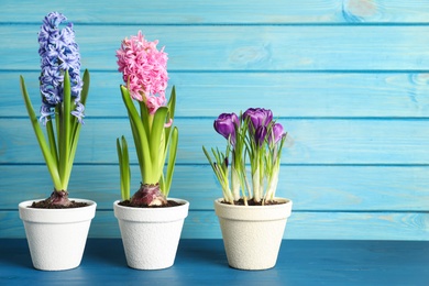 Photo of Different beautiful potted flowers on blue wooden table. Space for text