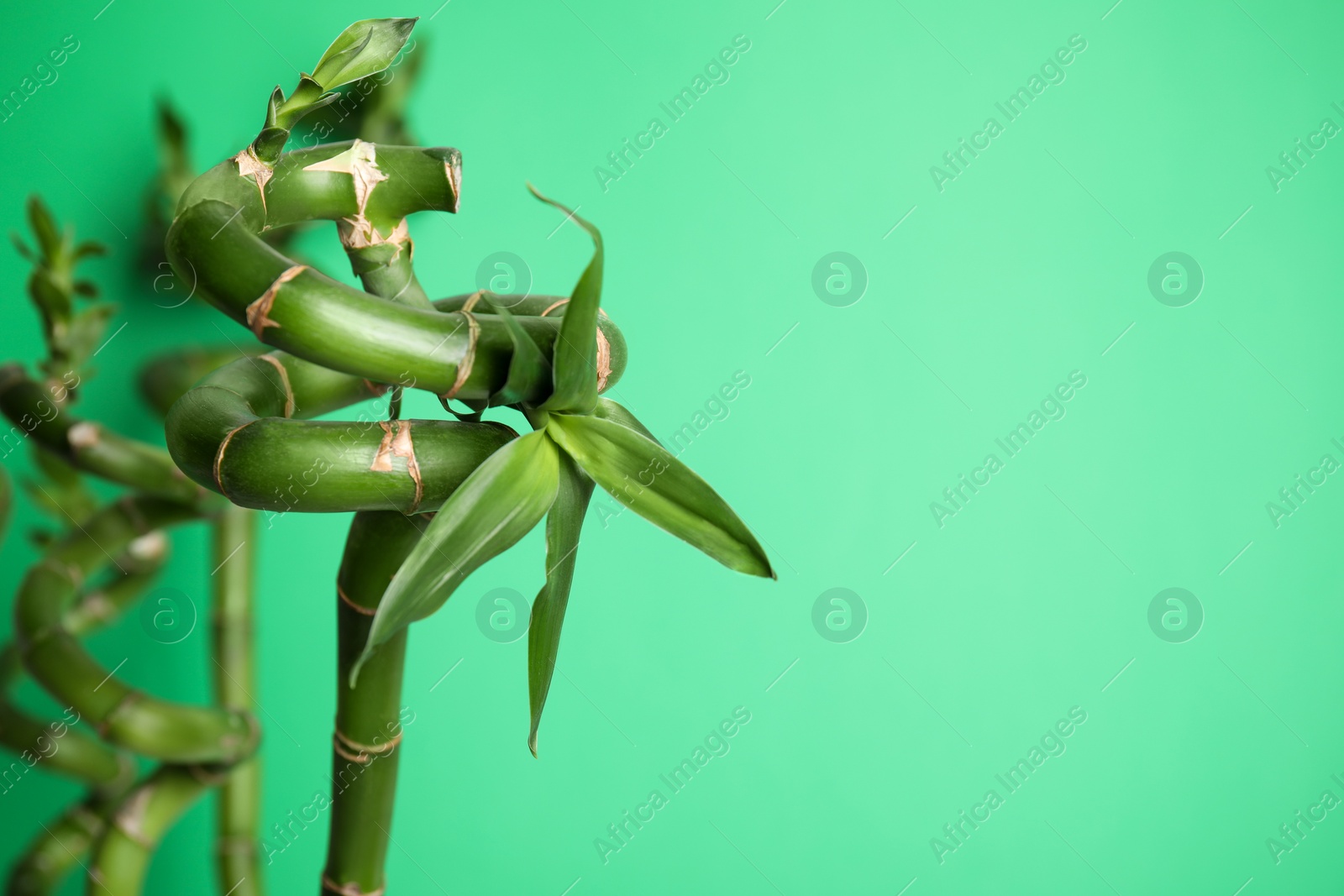 Photo of Beautiful bamboo stems on light green background, space for text