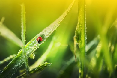 Green grass with dew and tiny ladybug on blurred background, closeup