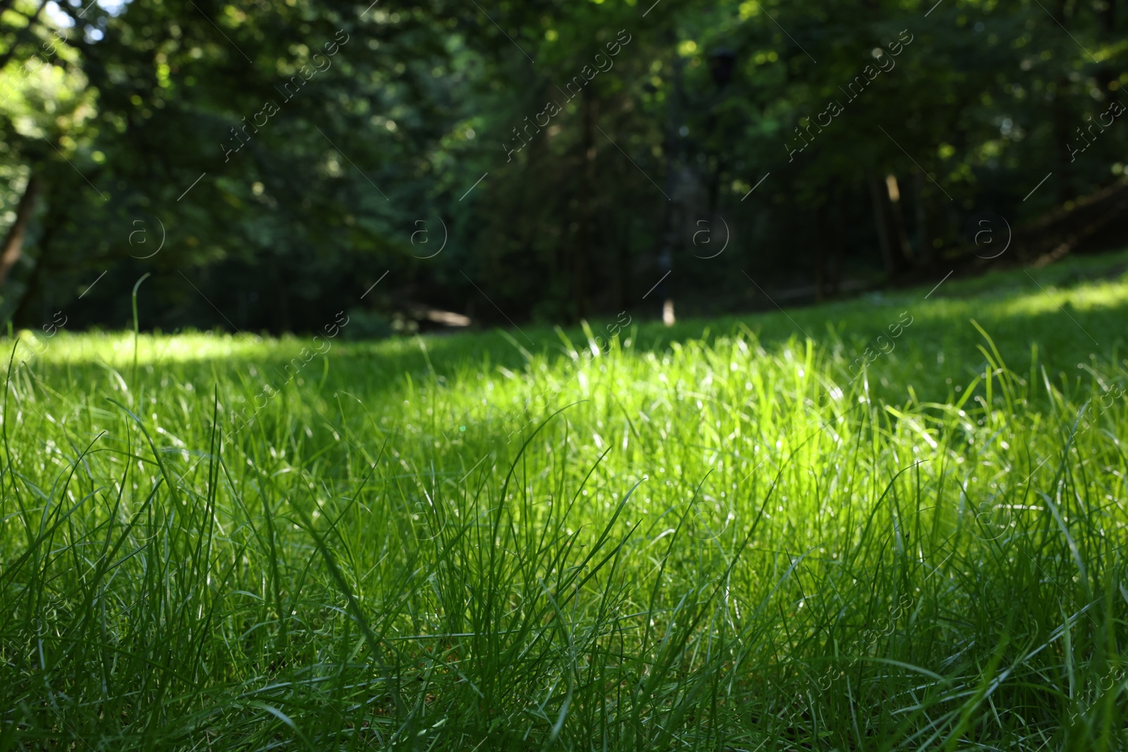 Photo of Beautiful lawn with green grass outdoors, closeup