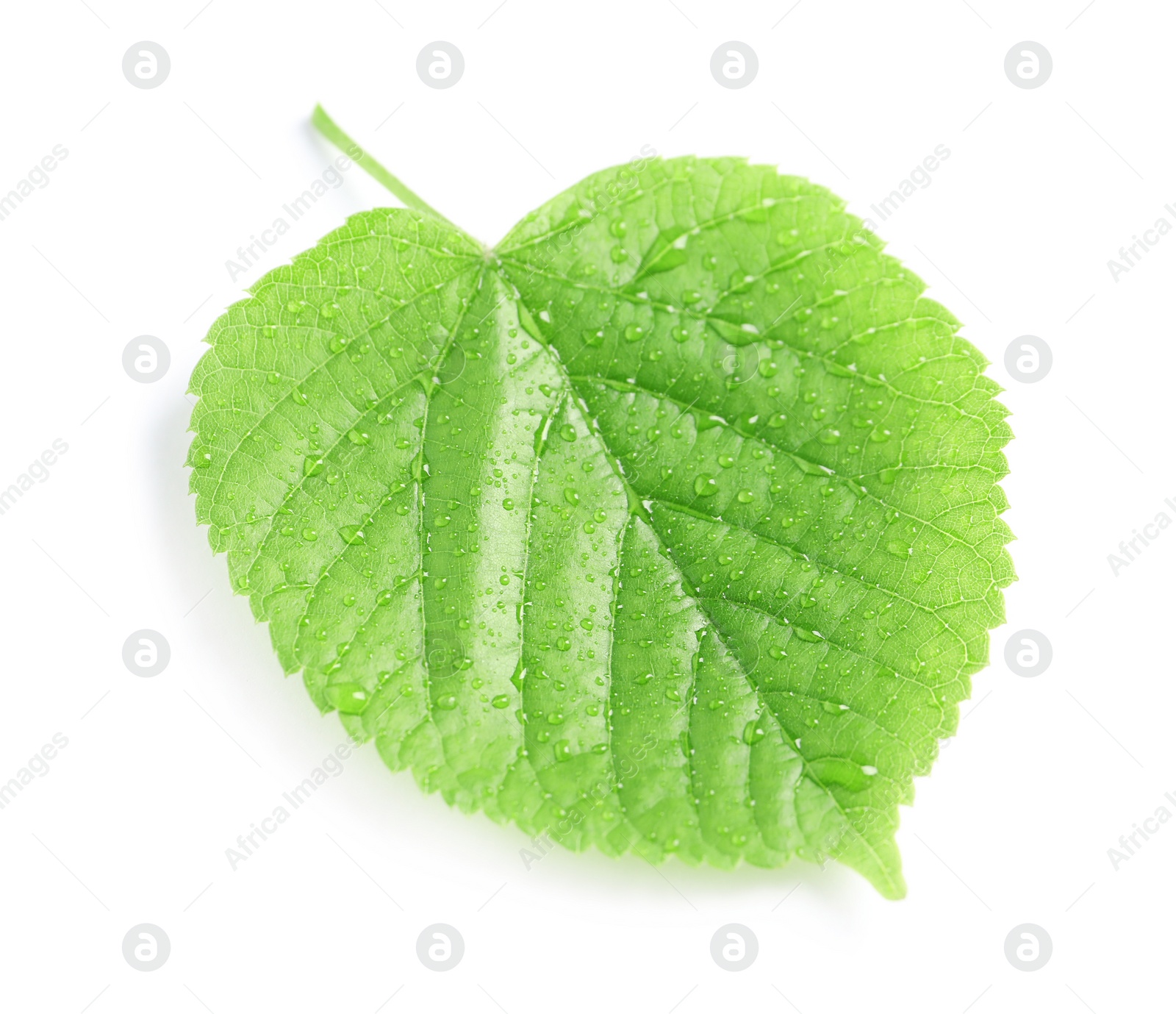 Photo of Green leaf with dew on white background