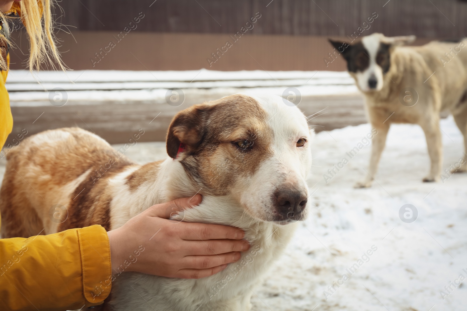 Photo of Woman stroking homeless dog on city street, closeup. Abandoned animal