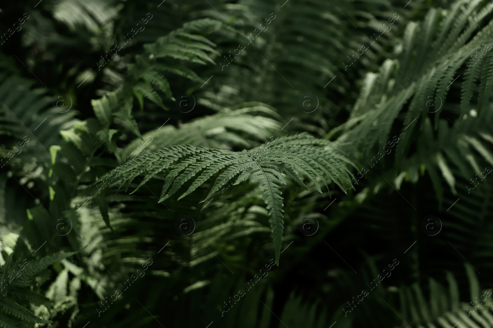 Photo of Beautiful fern with lush green leaves growing outdoors, closeup