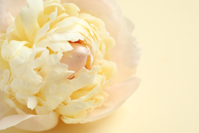 Photo of Beautiful fragrant peony on beige background, closeup