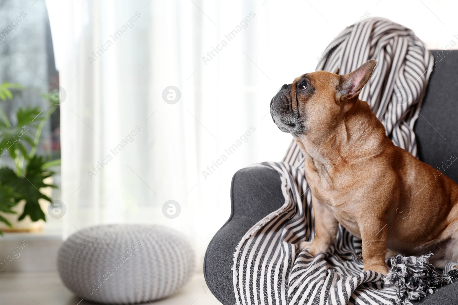 Photo of Funny French bulldog in armchair at home. Space for text