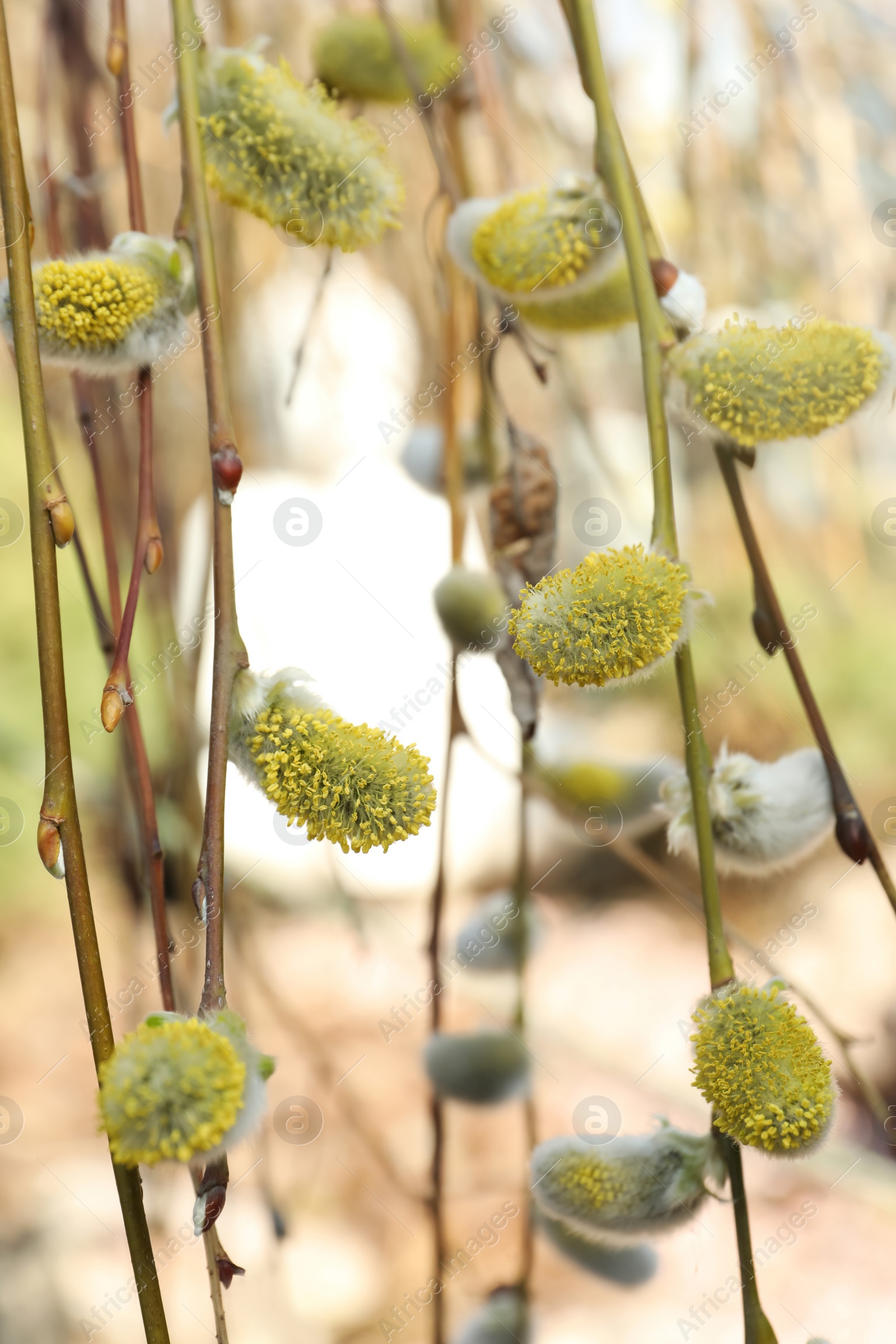 Photo of Beautiful fluffy catkins on willow tree outdoors, closeup