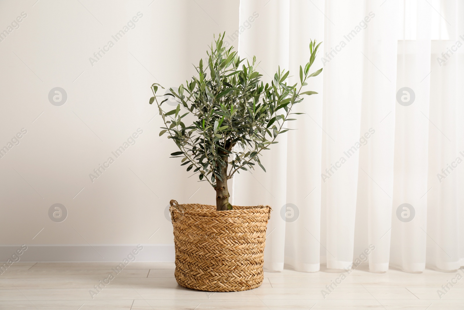 Photo of Beautiful potted olive tree on floor indoors