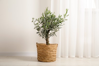 Photo of Beautiful potted olive tree on floor indoors