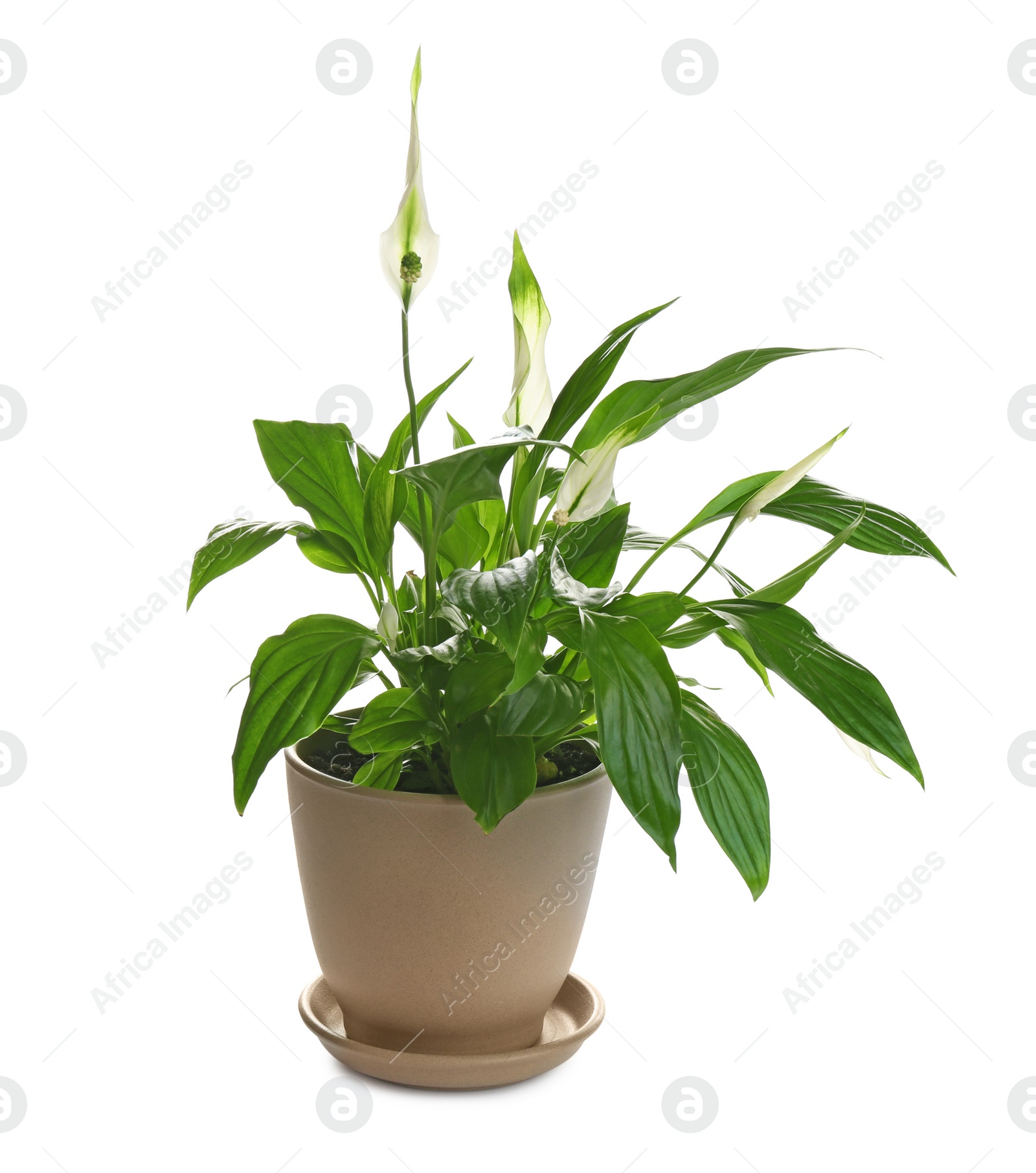 Photo of Peace lily in pot isolated on white