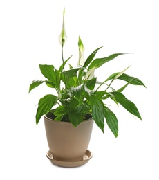 Peace lily in pot isolated on white