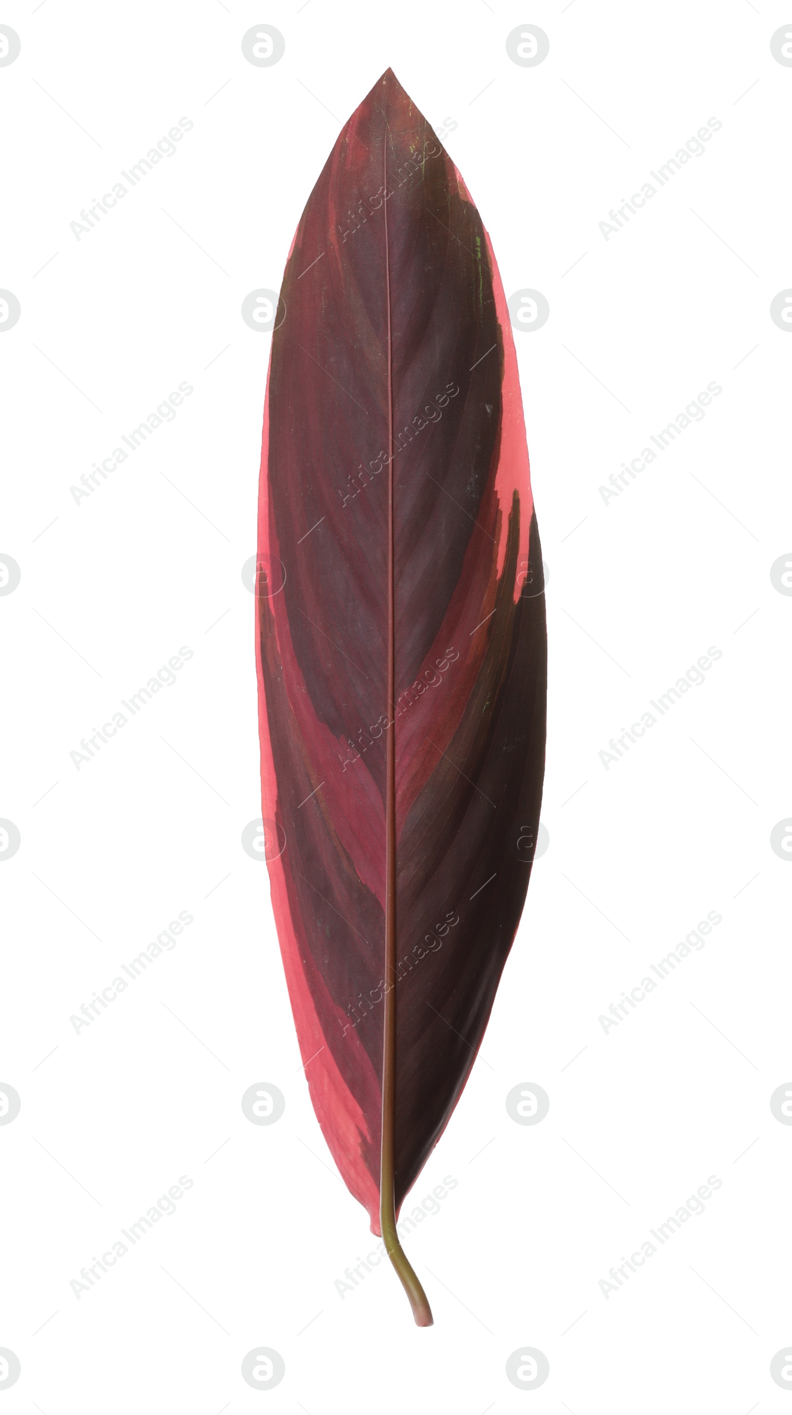 Photo of Leaf of tropical stromanthe plant isolated on white