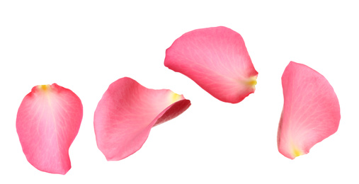 Image of Fresh pink rose petals on white background