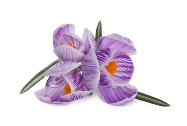 Beautiful fresh crocus flowers on white background