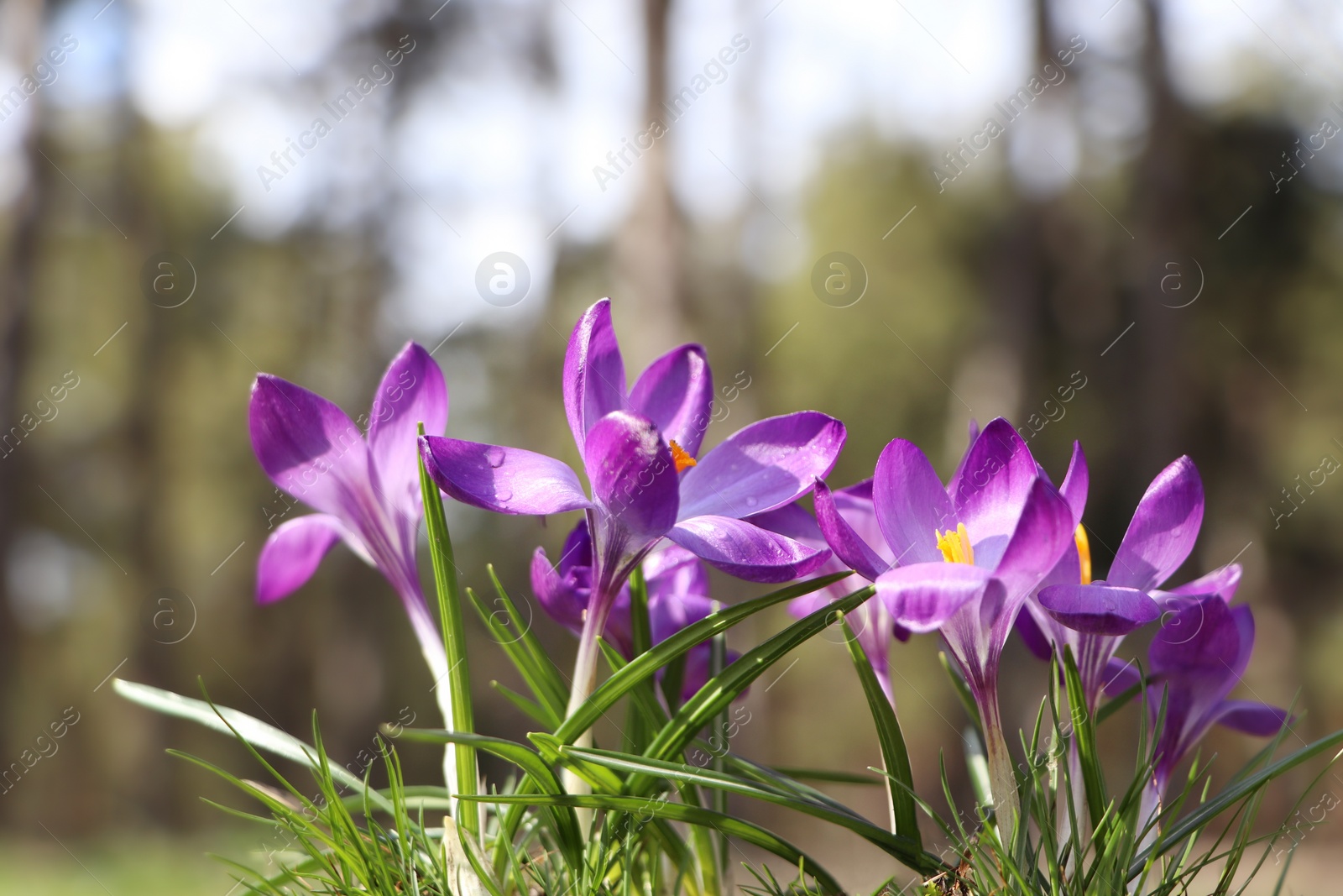 Photo of Fresh purple crocus flowers growing in spring forest 