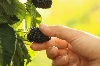 Photo of Woman picking blackberries in garden on sunny day, closeup