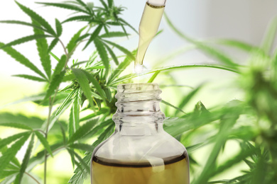 Image of Hemp oil and green plant on background
