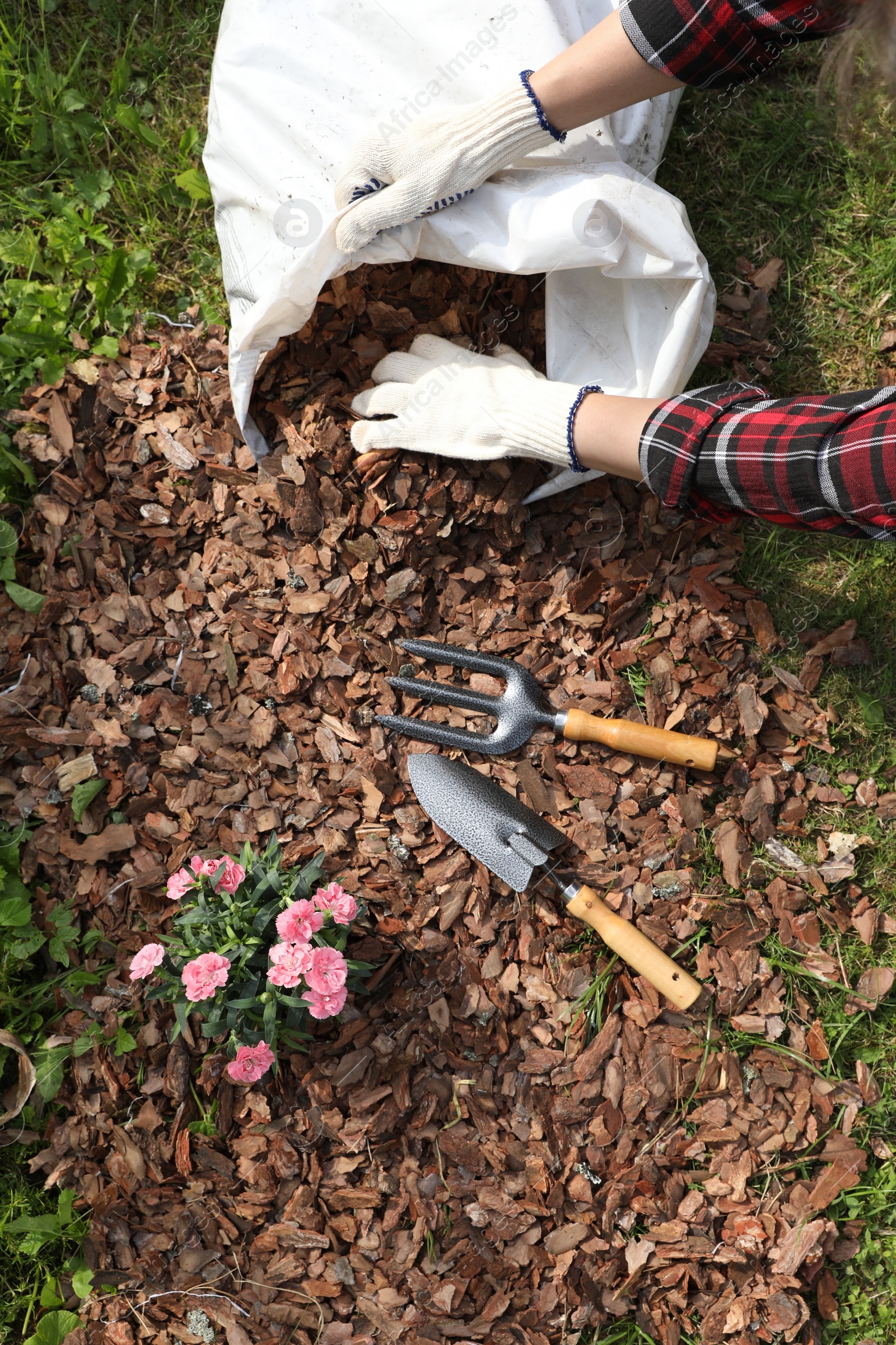 Photo of Woman mulching beautiful flowers with bark chips in garden, above view
