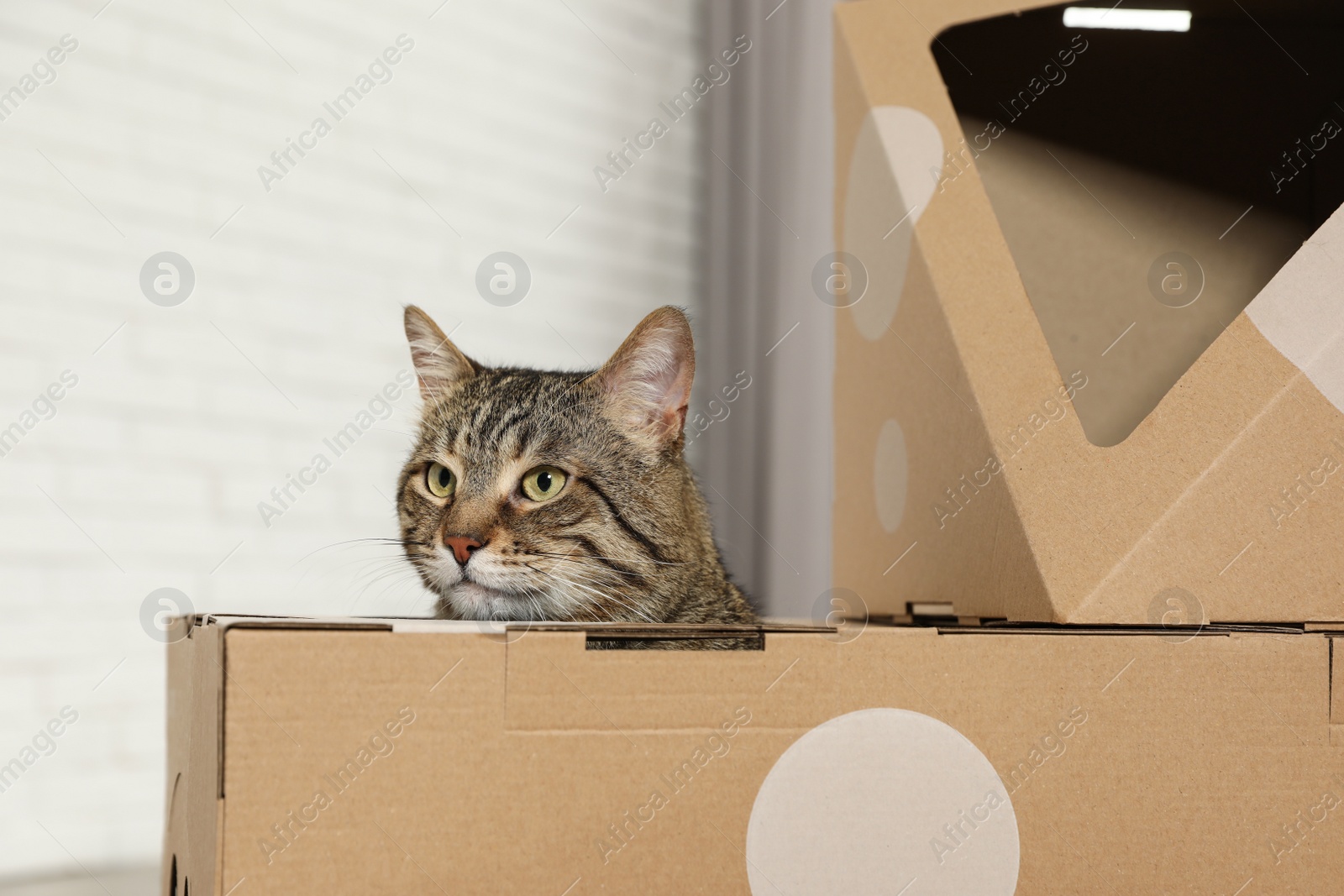 Photo of Cute tabby cat inside cardboard house in room. Friendly pet