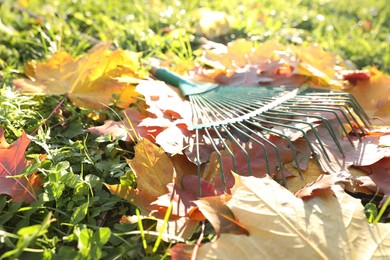 Photo of Rake and fall leaves on grass outdoors, closeup